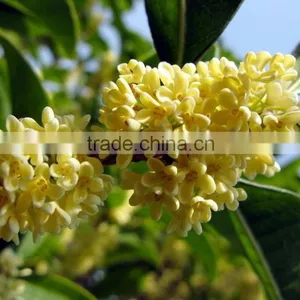 New Crop Sweet-Scented Osmanthus Fragrans Flower Tree Seeds For Planting thumbnail-3