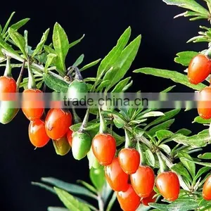 GMP KOSHER HALAL ISO BNP High Quality Chinese Red Dried Organic Goji Berry thumbnail-2