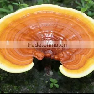 500mg 100% Pure Ganoderma Lucidum Spores Oil Softgel thumbnail-2