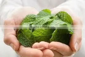 Peppermint Oil thumbnail-2