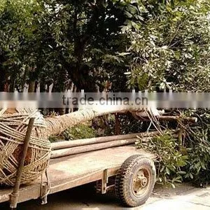 Osmanthus Fragrans Big Size Plants thumbnail-1
