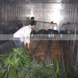 Trachycarpus Fortunei Outdoor Plants thumbnail-1
