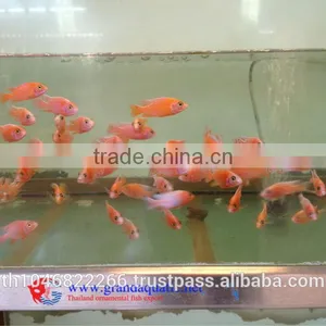 Malawi Cichlid Fish Farm for Sale and Export thumbnail-4