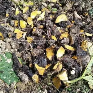 Supply Wholesale Rhizomes and Buds of Rhubarb, Horse-radish Rhubarb thumbnail-4