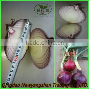 Fresh Red Onion Mesh Bag Packed -(website:qdxinyangshan03) thumbnail-3