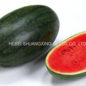 Early Maturity Red Flesh Hybrid f1 Watermelon Seeds thumbnail-3