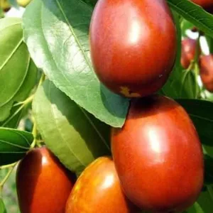 Dates Syrup Making Machine/Dates Molasses Making Machine thumbnail-5