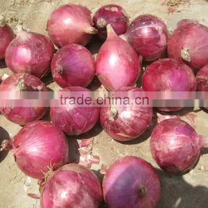 Low Price Fresh Red Onion thumbnail-1