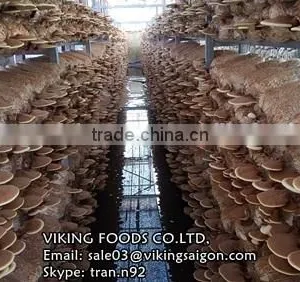 HIGH QUALITY - REISHI/GANODERMA/LUCIDUM/LINGZHI MUSHROOM thumbnail-2