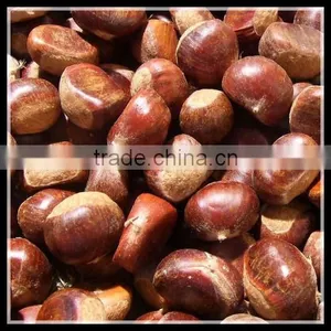Raw Fresh Chestnut , Wholesale !! thumbnail-1