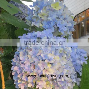 Com High Quality Buy Fresh Hydrangeas From Yunnan China thumbnail-3
