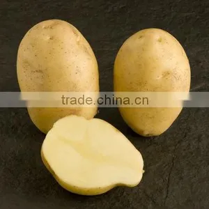 Fresh Nicola Potato thumbnail-1