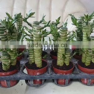 Dracaena Lotus Lucky Bamboo Planted in 3pcs 10cm + 15cm + 20cm Rooted in a 10cm Pot With Cocopeat Substrate thumbnail-1