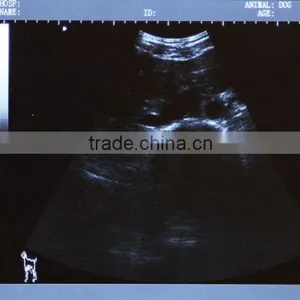 CE & ISO Qpproved Laptop Ultrasound Scanner for Vet Use With Low Price thumbnail-2