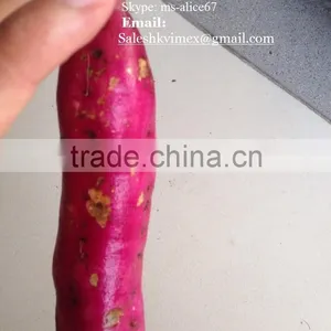 FRESH SWEET POTATO EXPORT IN VIET NAM thumbnail-4