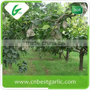 Cheap Bulk su Pear thumbnail-3