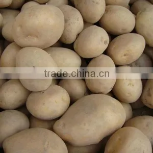 Professional Potato Supplier of Fresh Potato thumbnail-1