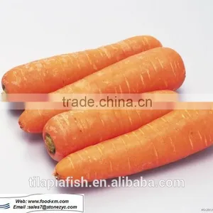 Fresh Carrot Carrot Washing Machine thumbnail-1