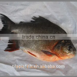 Whole Round Black Pomfret thumbnail-1