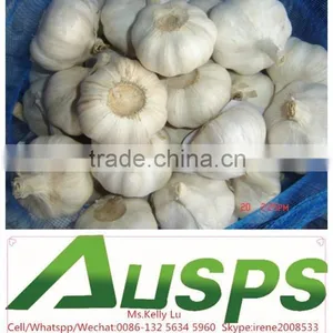 Chinese Garlic thumbnail-3