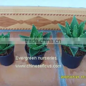 Aloe Mitriformis thumbnail-1