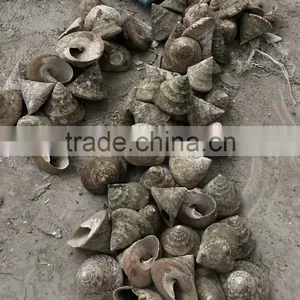 Trochus Niloticus Raw Shell Material for Trocas thumbnail-3
