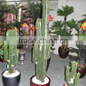 SJ3001012 Ornamental Cactos Plant Wholesale Cactus Potted Plant thumbnail-4