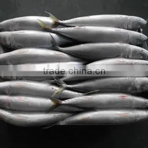 2016 Frozen Seafish Pacific Mackerel From China thumbnail-3