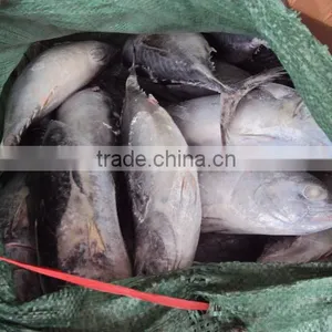 Frozen Whole Round Good Quality Bonito thumbnail-2