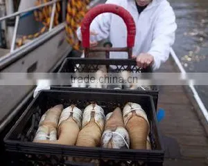 I. Fish Company Limited company overview - view 2 thumbnail
