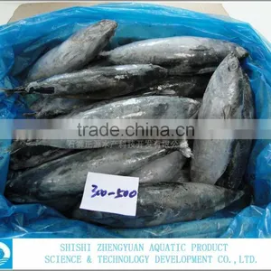 2016 Hot Selling Big Size Tuna thumbnail-1