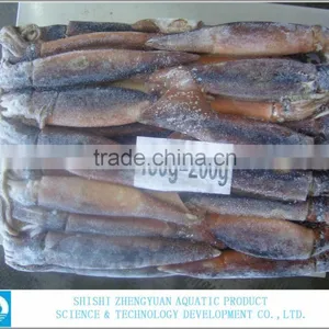 Frozen Illex Argentinus Squid thumbnail-2