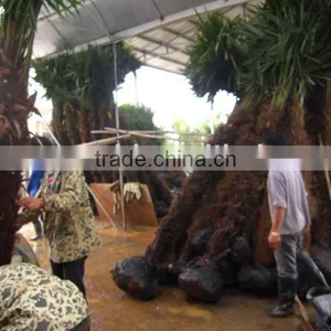 Trachycarpus Fortunei Flower and Seeds thumbnail-1