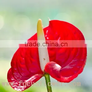 Wholesale Fresh Cut Flower Plants Anthurium From Kunming thumbnail-3