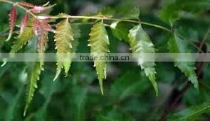 Azadirachta Indica thumbnail-1