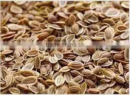 DILL SEED EXTRACT thumbnail-3