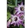 Passion Flower Extract 2% 3%4% Flavone thumbnail-1