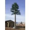 Monopine Cell Tower thumbnail-1