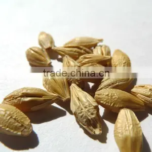 Unhulled Barley thumbnail-1