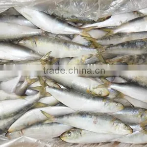 2014 Summer New Caught Sardine Fish 90 With Frozen thumbnail-1