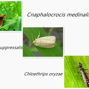 Wholesale Price Thiocyclam 88%TC Nematotoxin-based Insecticides thumbnail-2