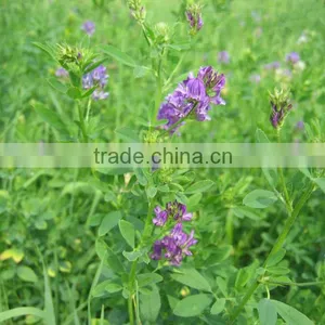 Alfalfa Seeds Variety: Grow High thumbnail-1