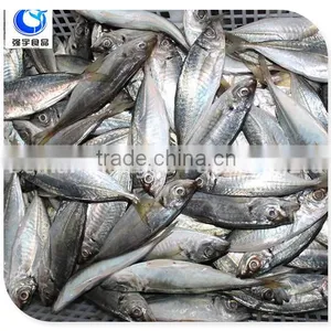 Horse Mackerel Variety And Fish Category Horse Mackerel thumbnail-2