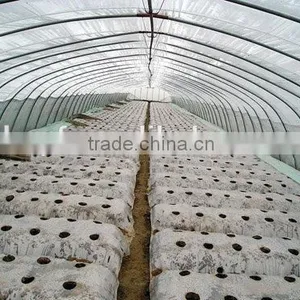 PE Agriculture Greenhouse Film thumbnail-3