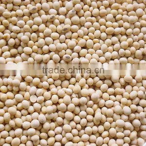 Thailand Origin Soybean Seed thumbnail-1