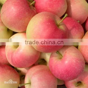 Fresh Gala Apple With Good Quality and Good Taste for Sale thumbnail-2