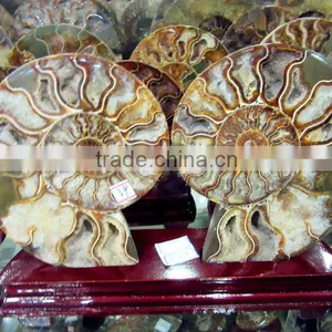 High Quality Conch Fossil Stone for Home Decoration thumbnail-5