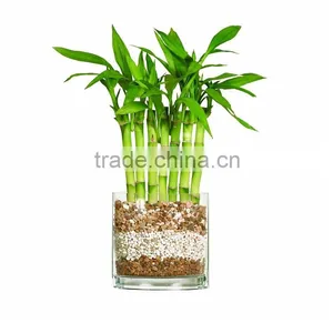 Lucky Bamboo Decoration Simple Style thumbnail-1