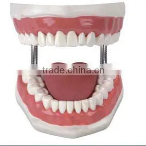 Artificial Tooth Medical Model OEM Factory thumbnail-1
