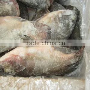 Hot Sale Market Frozen Tilapia Fillet Price thumbnail-1